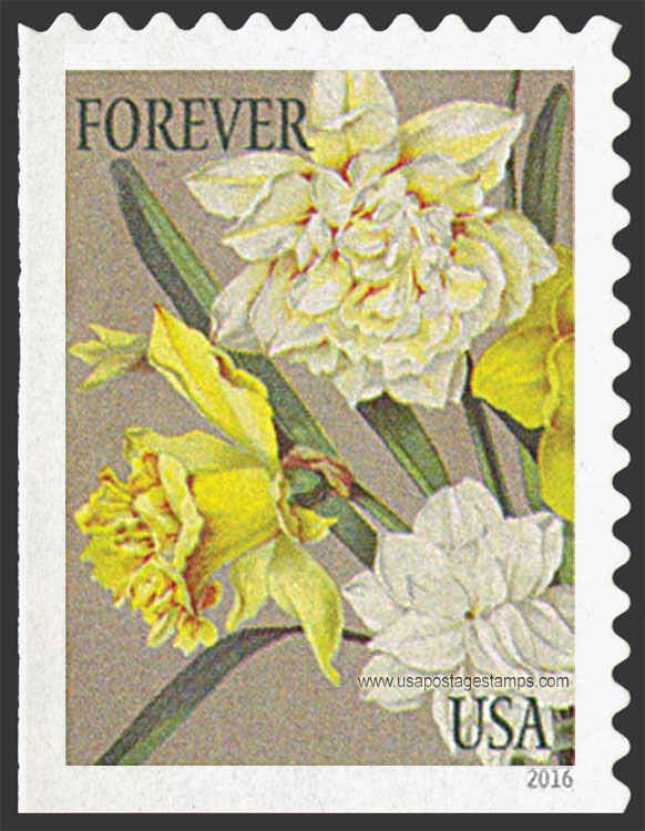 US 2016 Daffodils and Jonquils Flowers : Botanical Art 49c. Scott. 5051