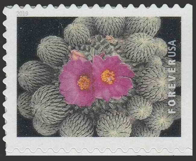 US 2019 Parodia microsperma Cactus Flowers 55c. Scott. 5355