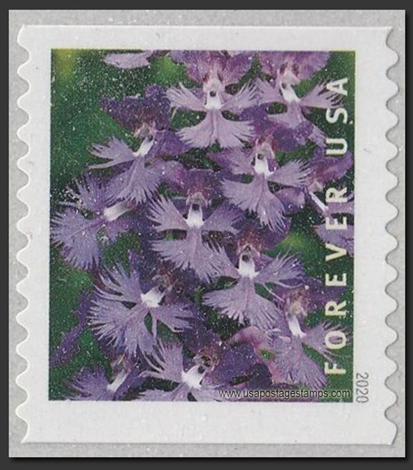US 2020 Greater Purple Fringed Bog Orchid ; Coil 55c. Scott. 5435