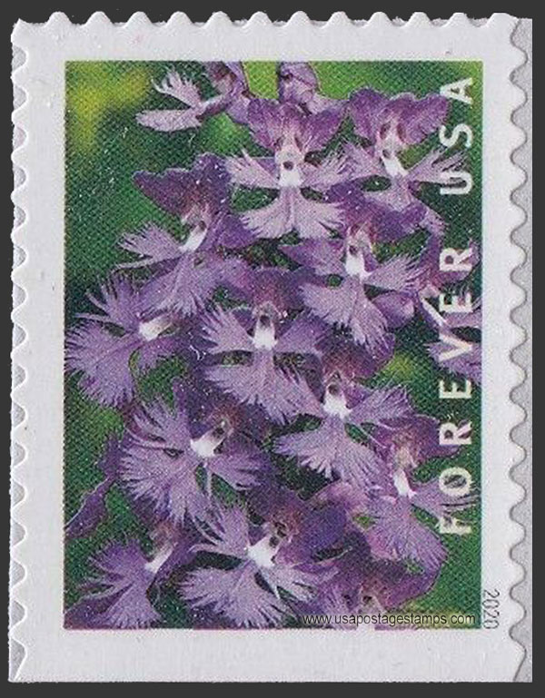 US 2020 Greater Purple Fringed Bog Orchid 55c. Scott. 5452