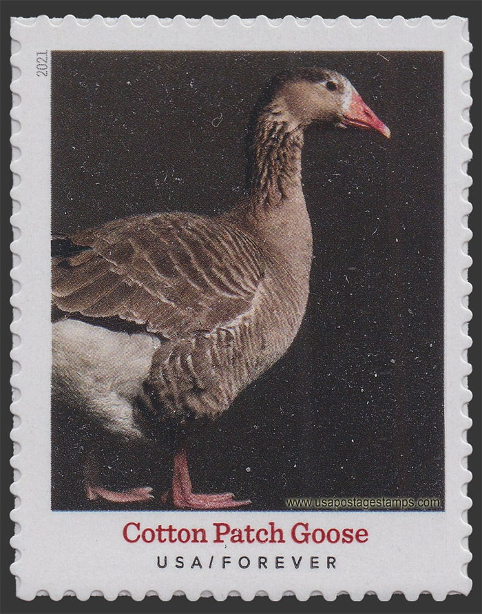 US 2021 Cotton Patch Goose : Heritage Breeds 55c. Scott. 5588