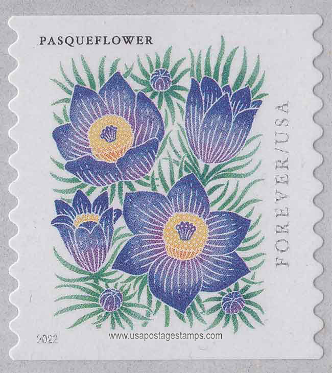 US 2022 Pasqueflower ; Mountain Flora Coil 58c. Scott. 5675